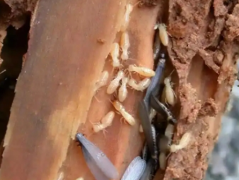通州白蚁防治公司分享学校、医院等公共场所白蚁防治管理方案
